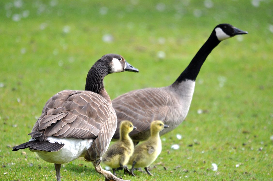 barnacle goose and canada goose barnacle goose and canada goose